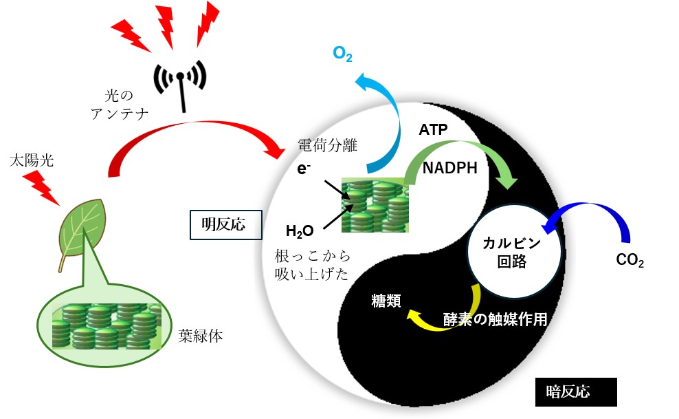 クロロフィル光化学のメカニズム