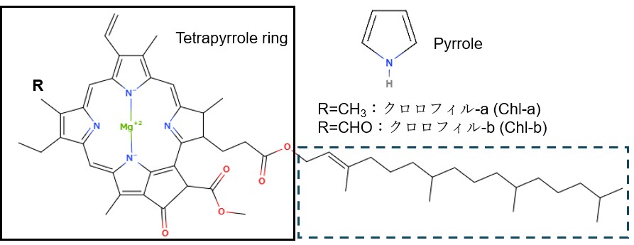 クロロフィル-aとbの分子構造