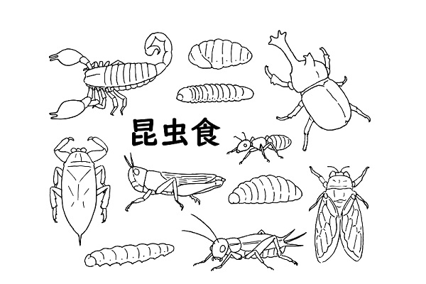 昆虫食の基礎知識を解説
