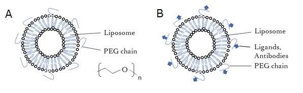 A） liposome with PEG chain　B）ligand-spiked liposome
