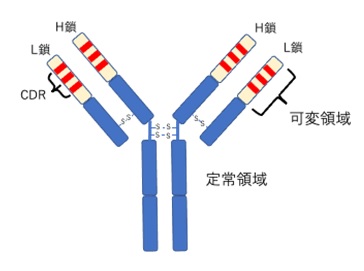 抗体の基本構造
