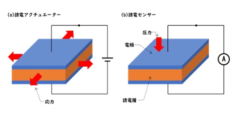 (a)誘電アクチュエーターと(b)誘電センサーの模式図