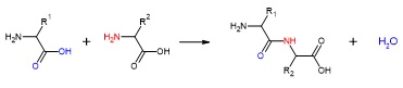アミノ酸の脱水縮合によるアミド結合形成