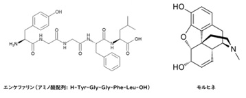 エンケファリン（Leu-Enkephalin）とモルヒネの化学構造