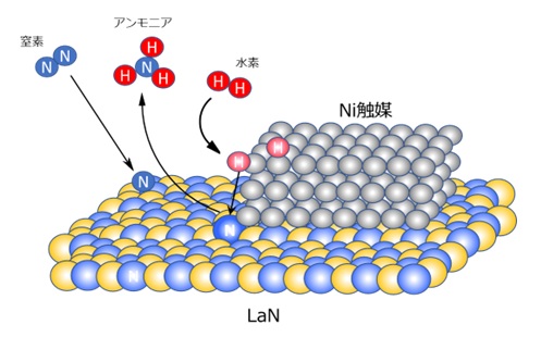 Ni/LaNによるアンモニア合成の反応メカニズム