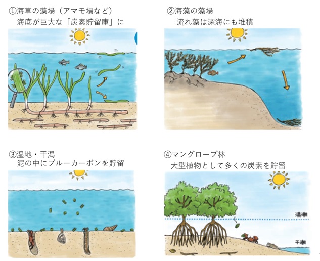 日本におけるブルーカーボン生態系