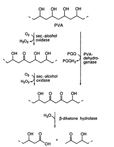 酵素反応によるポリビニルアルコールの低分子化