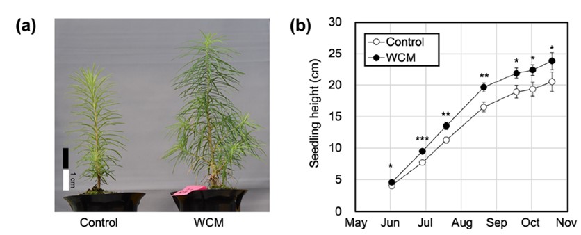 カラマツ苗木の成長におけるEu3+含有錯体での波長変換の効果