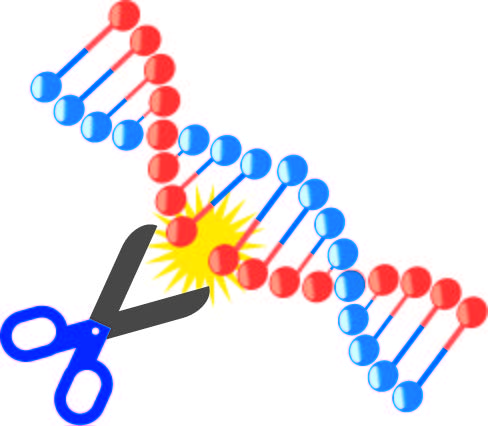 遺伝子組換えタンパク質試薬によるエンドトキシン測定