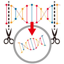 ゲノム編集技術の基礎および創薬研究での利用のポイント【提携セミナー】