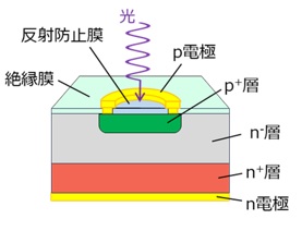 PINフォトダイオードの断面