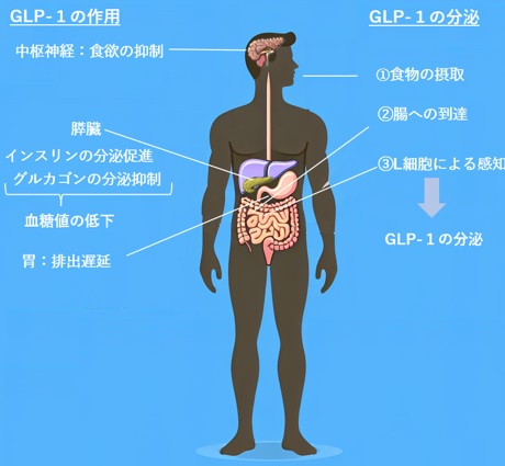 GLP-1の分泌と主な臓器に対する効果