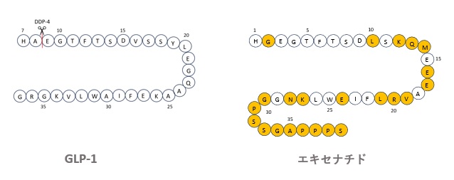 GLP-1とエキセナチドのアミノ酸配列の比較