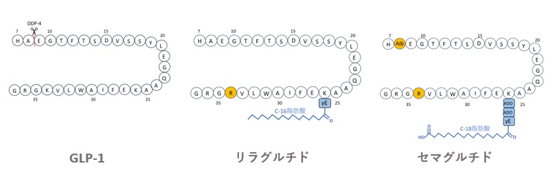 GLP-1、リラグルチド及びセマグルチドの構造比較