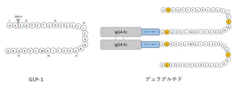 GLP-1とデュラグルチドの構造比較