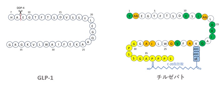 GLP-1とチルゼパチドの構造比較