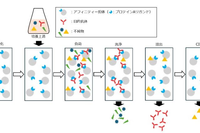 アフィニティークロマトグラフィーとは？抗体医薬品製造の重要技術を解説