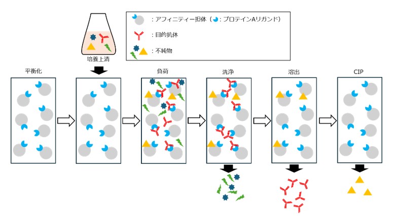 アフィニティークロマトグラフィー