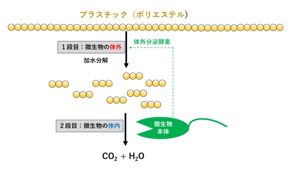 生分解性プラスチックの基礎知識 [初心者用ミニマム解説]