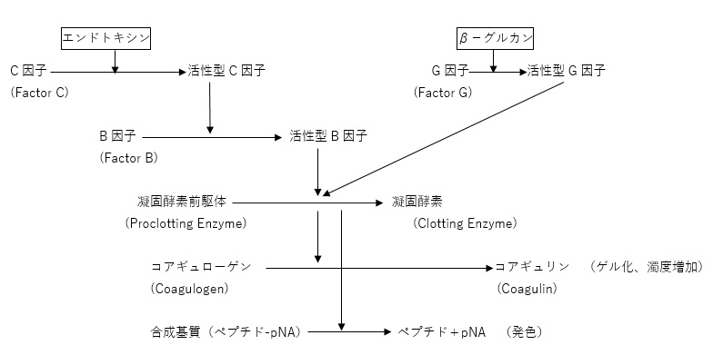 ライセートとエンドトキシンの反応機構
