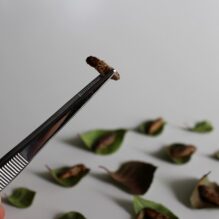 養殖用飼料としての昆虫ミールの可能性《魚粉を超えた原料となり得るか？》【提携セミナー】
