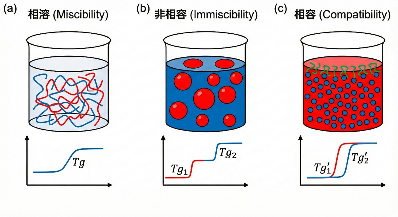 相溶・非相容・相容の概念図とTg挙動