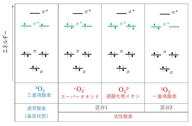 各種酸素における分子軌道の比較