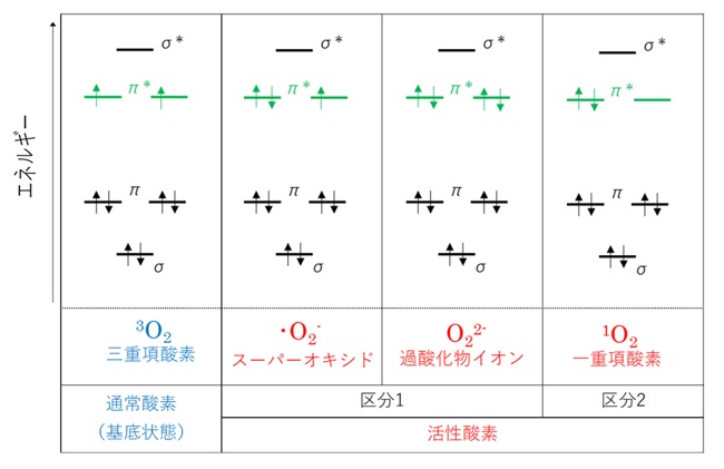 各種酸素における分子軌道の比較