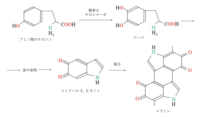 メラニンの生合成経路