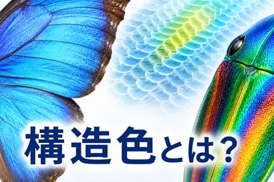 構造色とは