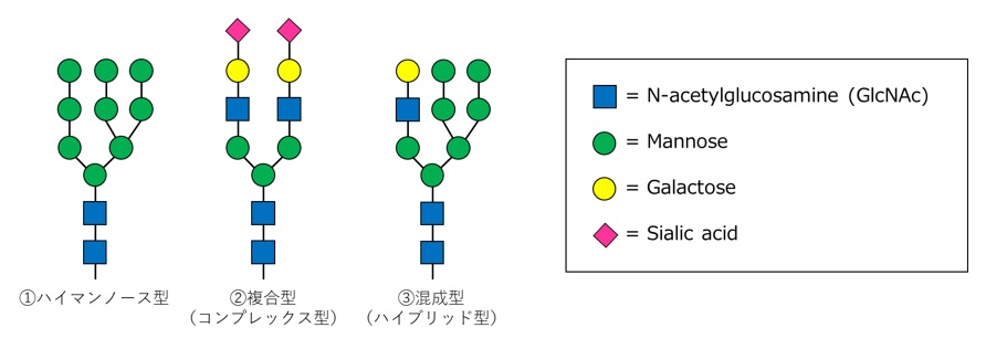 N結合型糖鎖の種類と模式図