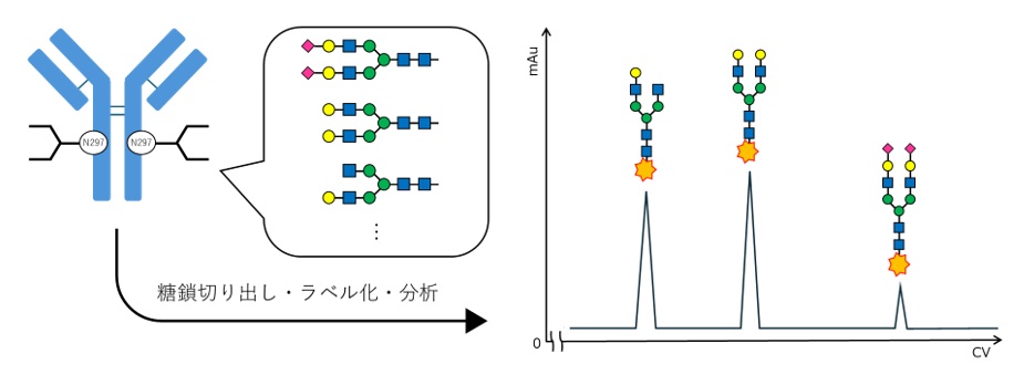 糖鎖解析のワークフロー(切り出し→ラベル化→LC分析)