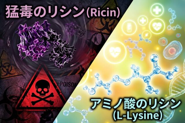 リシン：猛毒？　アミノ酸？