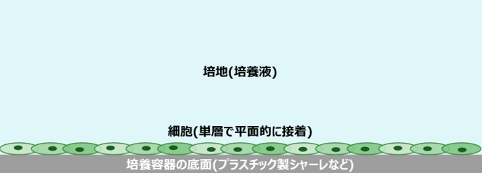 細胞の二次元培養の例