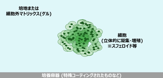 細胞の三次元培養の例