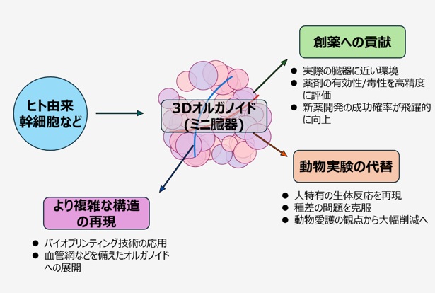 3Dオルガノイドの可能性