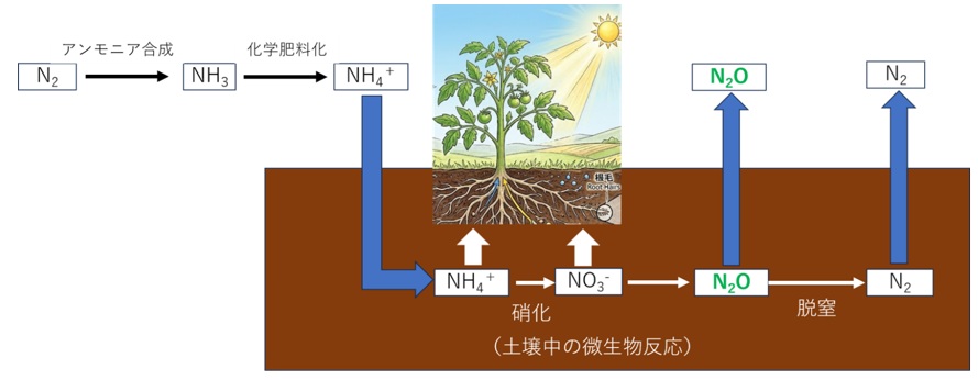 農業での窒素肥料使用からのN2O発生